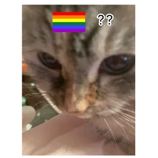 🏳️‍🌈