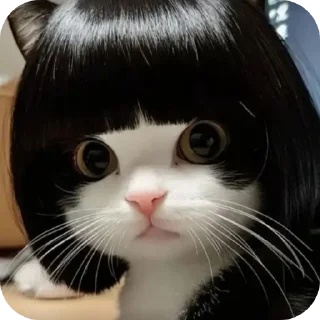 🐱