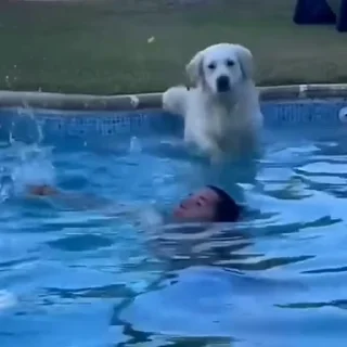 🐩