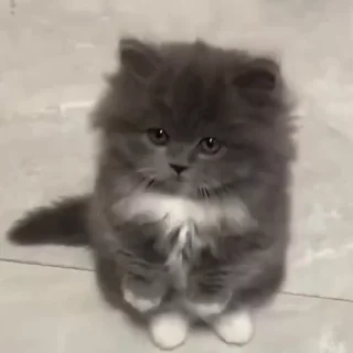 🌟