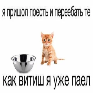 😼