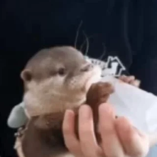 🍼