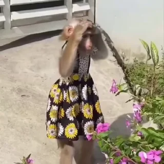 🙉