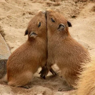 🐗