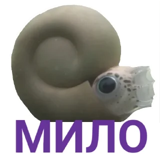 🐚