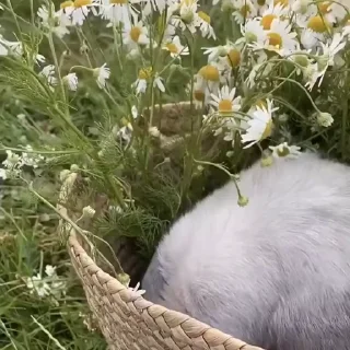 🤩