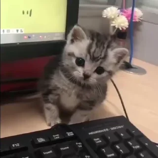 🥺