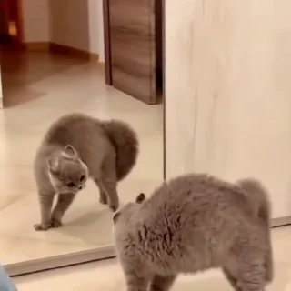 🤩