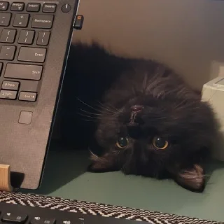 😺