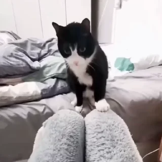 🐈