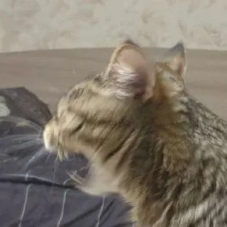 👹