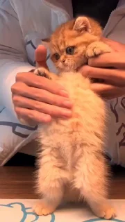 🤩