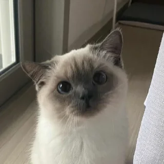 🎀
