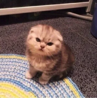 😡