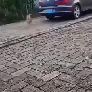 🐕‍🦺