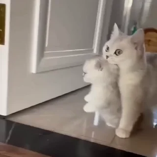 🐈