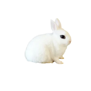 🐱