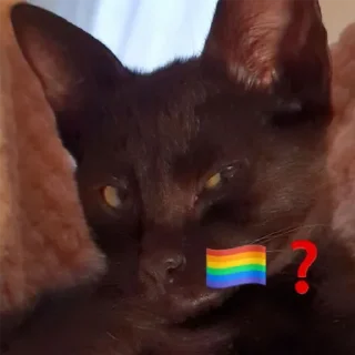 🏳️‍🌈