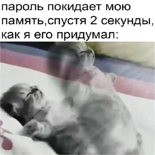 🪽