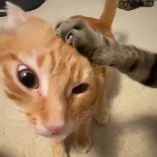 😿
