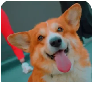 🐶