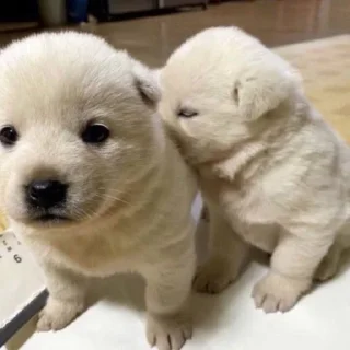 🐶
