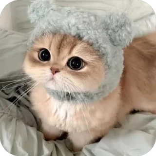 🐱