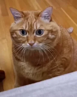 😶