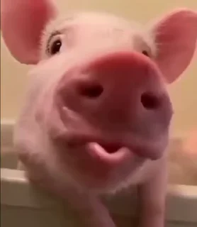 🐷