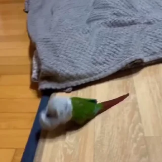🦜