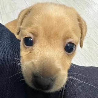 🐶