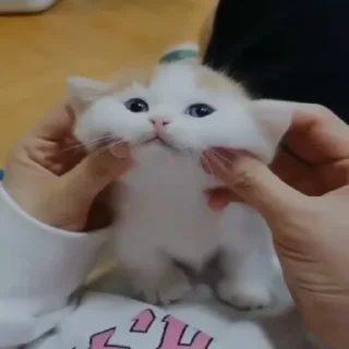 😻