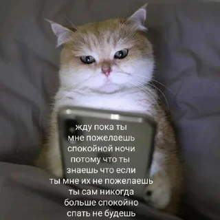 🐱