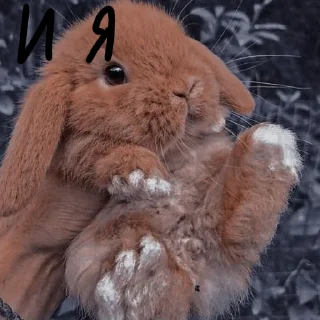 🐰