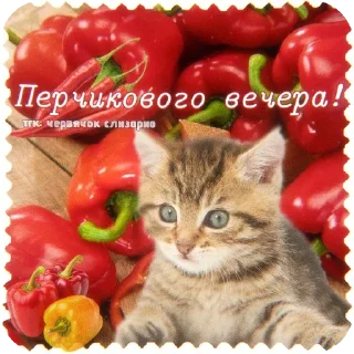 🐱