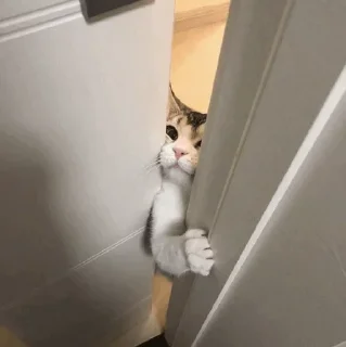 🐈