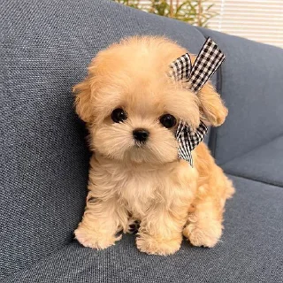 🐶