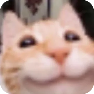 🐱