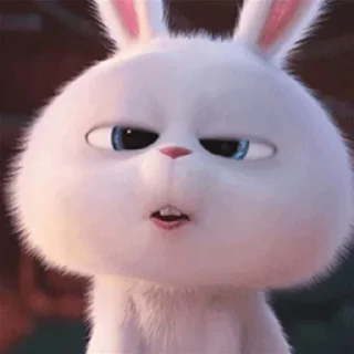 🐰