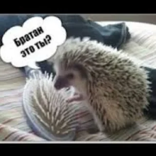 😿