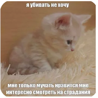 🐱