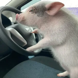 🐷