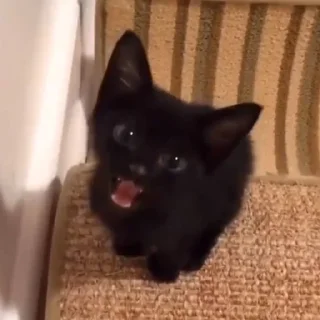 😺