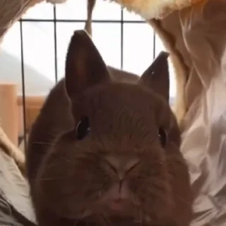 🤩