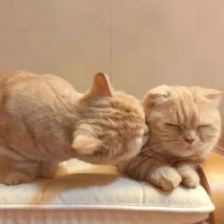 🐈