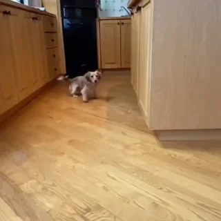 🐩