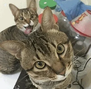 🤪