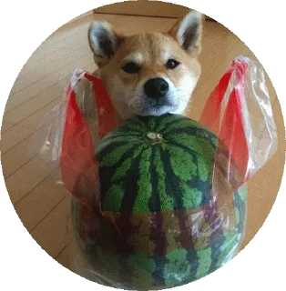 Shiba @stickersb2b