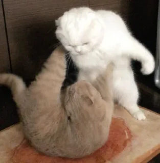 🐱