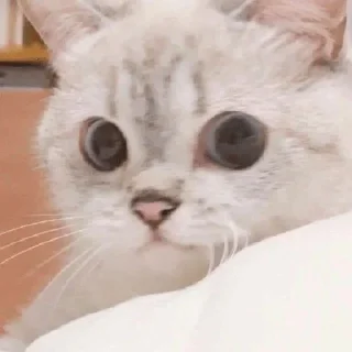 😼